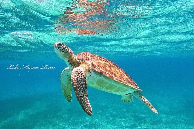 Star and Turtle Sanctuary Snorkeling Tour in Cozumel - Turtle Sanctuary: How to Make Your Time Count