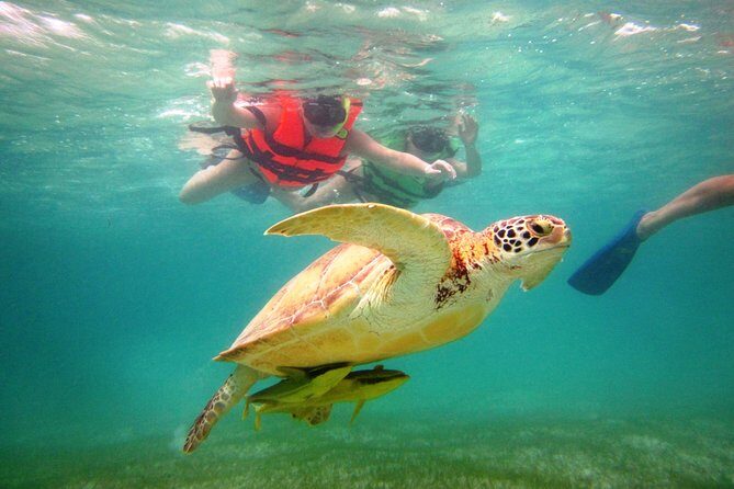 Swim with sea turtles - Price and Value: What’s Included in the $45 Ticket