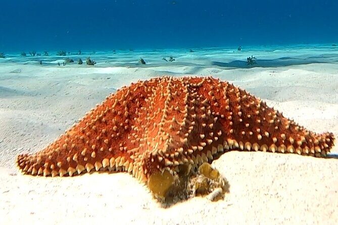 The Cozumel Turtle Sanctuary Snorkel Tour - Boat ride reality: what the transport is like