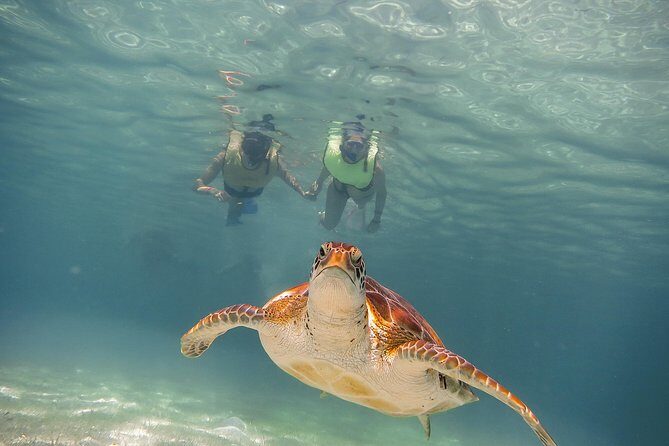 Tortugas & Cenotes Snorkel With Turtles Tour - Price and value: what you pay for, and what may cost extra