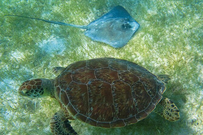 Tortugas & Cenotes Snorkel With Turtles Tour - Stop 1: Paradise Adventours and the setup phase
