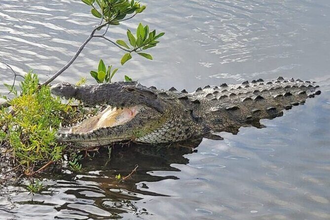Tour to Cozumel Eco Nature Escape and Otoch Mayan Experience - Comfort and Logistics on a Cruise Day