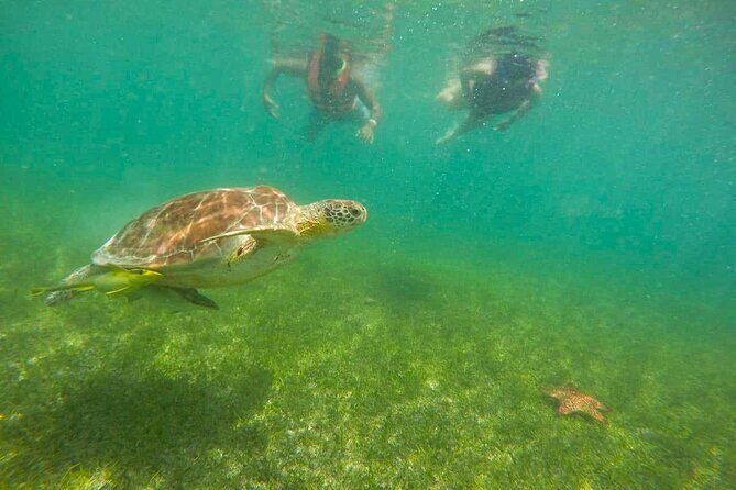 Tour to swim with turtles - Value Check: Included Ticket, Private Attention, and Photo Costs