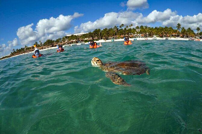 Tour to swim with turtles - The Protected Turtle Area: Spotting Loggerheads, Greens, and White Turtles
