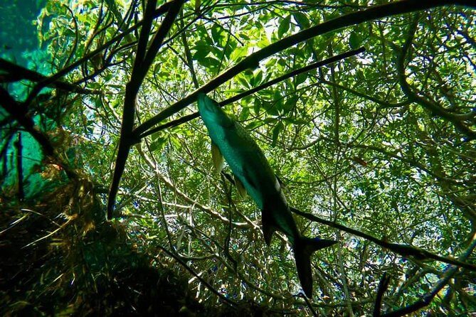 Try dive in beautiful Casa cenote for 2 people - Private coaching: briefing, safety, and underwater communication