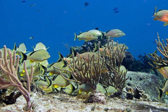 Try dive in Cozumel island - From Playa del Carmen to Cozumel: the ferry start time matters