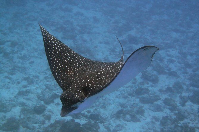 Try dive in Cozumel island - Meet the crew and get set up: equipment, rules, and signals