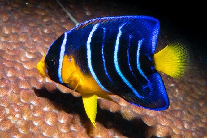 Try Scuba Diving - No previous experience! - Timing and pickup: starting at 10:00 am