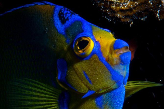 Try Scuba Diving - No previous experience! - Value check: is $229 fair for a beginner-friendly scuba day?