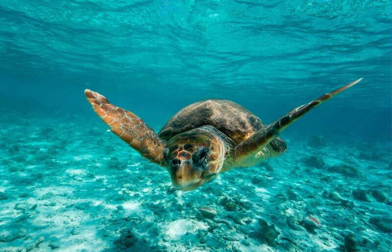 Tulum: 2 spot Reef Snorkel 1 hour 30 minutes - Key Highlights You’ll Feel Immediately
