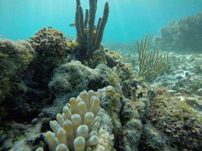 Tulum: 2 spot Reef Snorkel 1 hour 30 minutes - How This 1.5-Hour Tour Actually Works