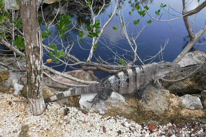 Tulum Adventure (Private, Full Day) - Tulum Archaeological Site: Beachfront Ruins with a Story in Motion