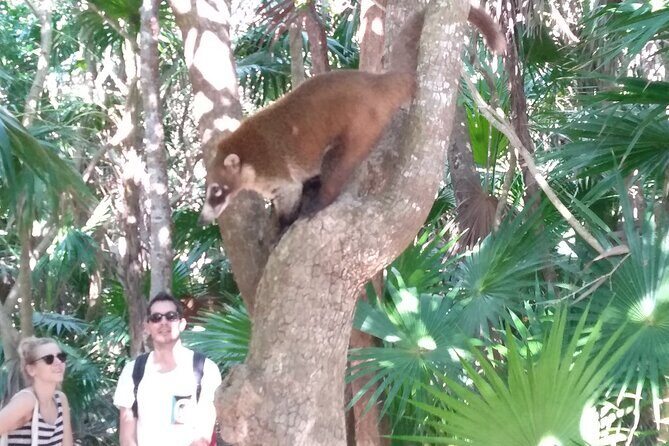 Tulum Guided Tour and Cenote Swim from Playa del Carmen - Tulum + Cenote in One Morning: The Timing That Makes It Work