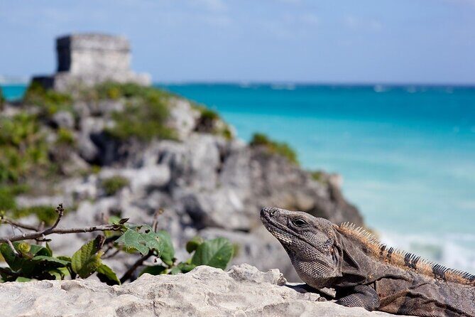 Tulum Guided Tour and Cenote Swim from Playa del Carmen - What This Tour Feels Like Day-of (Good and Not-So-Great)