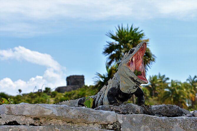 Tulum Guided Tour and Cenote Swim from Playa del Carmen - Meeting at Coco Bongo Playa del Carmen (and What to Expect Next)