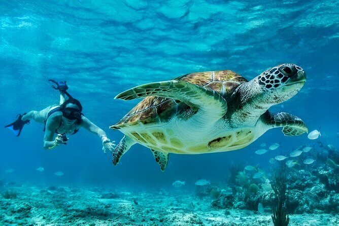 Tulum Mayan Ruins and Snorkeling with Turtles at Akumal - Who this tour fits best (and who should consider a different plan)