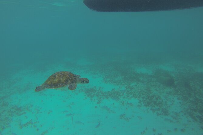 Tulum Private Boat Tour & Turtle Snorkeling Experience - Why this private Tulum boat and turtle snorkeling combo works