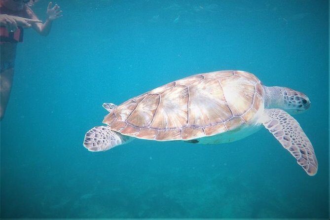 Tulum ruins swim with turtles in Akumal and Cenote - Why This Tulum + Akumal + Cenote Plan Works