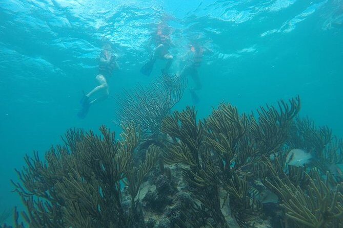 Tulum ruins swim with turtles in Akumal and Cenote - Morning Pickups: The Part That Can Stretch the Day
