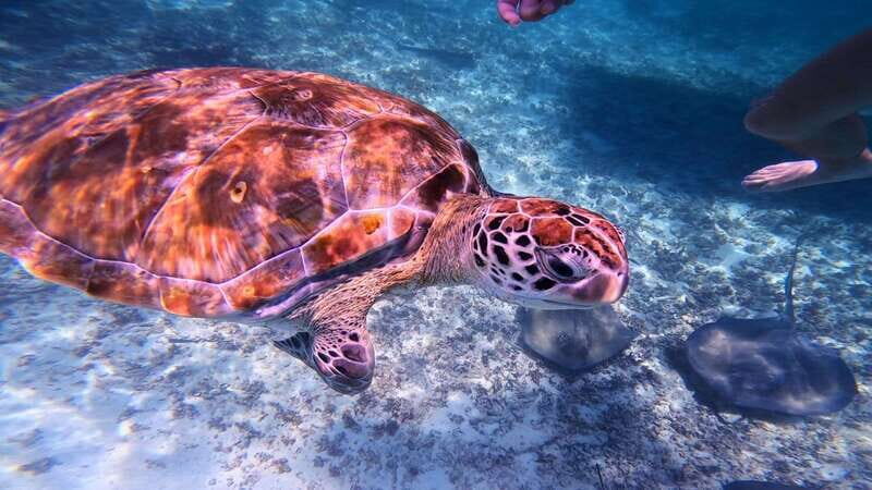 Tulum: Snorkeling at Paradise Reef - Key things worth knowing before you go