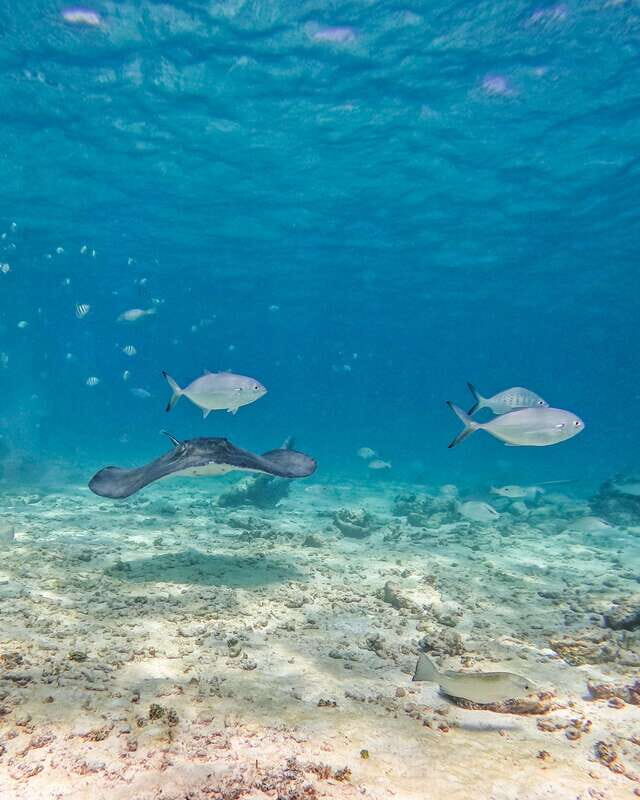Tulum: Snorkeling at Paradise Reef - Who This Tour Suits Best (and Who Might Think Twice)
