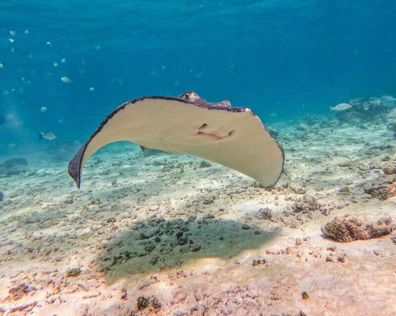 Tulum: Snorkeling at Paradise Reef - The Guide Experience: How It Shapes Your Comfort