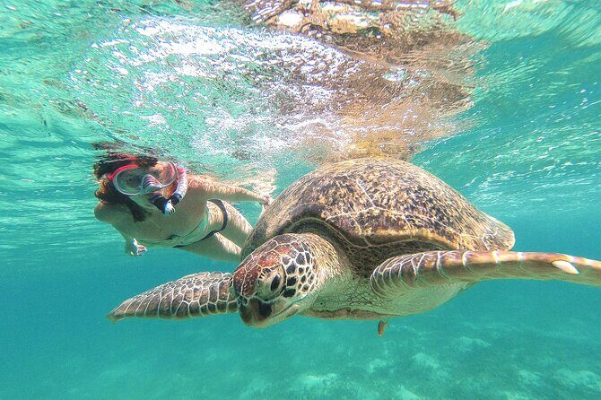 Turtle and Reef Sanctuary Snorkeling - Key Things You’ll Notice on This Turtle + Reef Snorkeling Trip