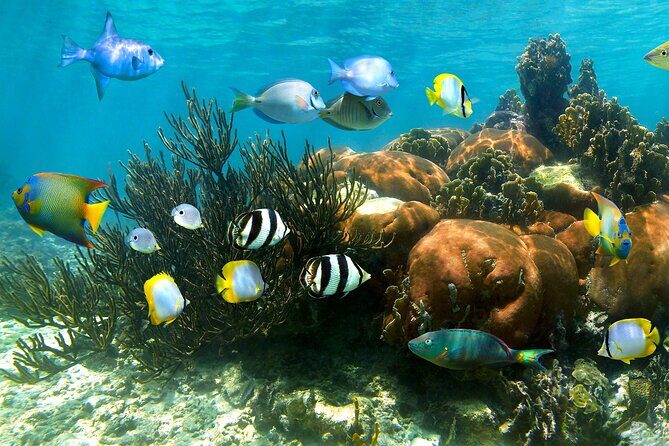 Turtle and Reef Sanctuary Snorkeling - Akumal Turtle Cove: What You’re Actually Here For