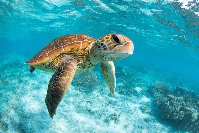 Turtle and Reef Sanctuary Snorkeling - Guides on the Day: What Help You Can Expect
