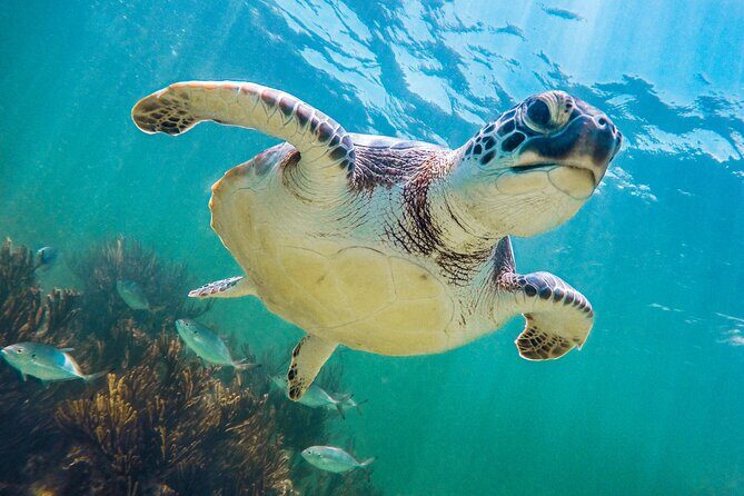 Turtle and Reef Sanctuary Snorkeling - Booking Timing and Group Size: What the Numbers Mean for You