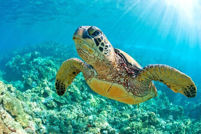Turtle and Reef Sanctuary Snorkeling - Weather Matters: When Akumal Snorkeling Doesn’t Happen