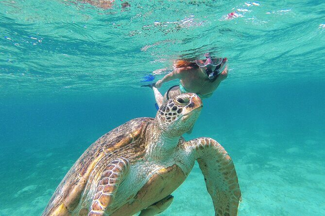 Turtle and Reef Sanctuary Snorkeling - The 7:00 am Start and a Tight 4-Hour Rhythm