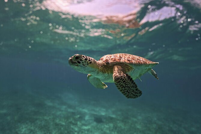 Turtle Snorkeling and Jungle Adventure with Cenote - Stop 1: Akumal Bay turtle snorkeling with real guidance