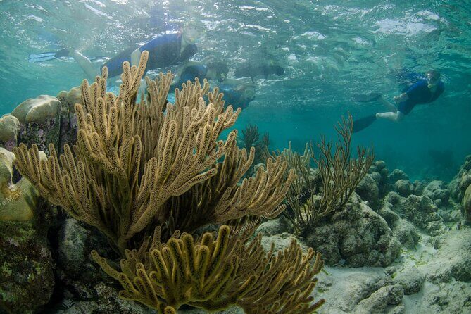 Turtle Snorkeling Private Tour – Sea Turtles & Cenote in Tulum - Cenotes Near Tulum: Open-Air, Cliff Jumping, or a Cave Cenote