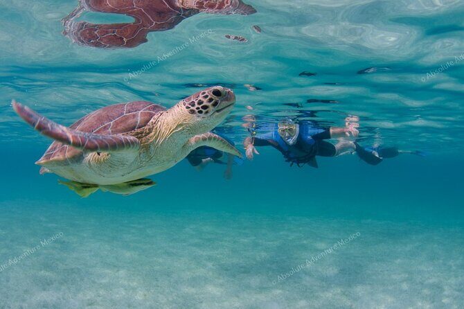 Turtle Snorkeling Private Tour – Sea Turtles & Cenote in Tulum - Who This Tour Fits Best (and Who Should Skip)