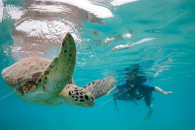 Turtle Snorkeling Private Tour – Sea Turtles & Cenote in Tulum - From Your Hotel Pick-Up to Akumal’s Turtle Bay