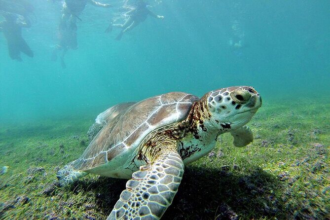 Turtle Swim & Tulum Ruins! With Cenote from Playa del Carmen - Pirate ship dinner show: fun for kids, with a party vibe