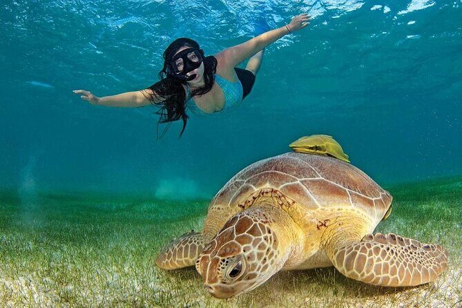 Turtle Swim & Tulum Ruins! With Cenote from Playa del Carmen - Akumal turtle snorkeling: what you’ll do (and what to prepare)