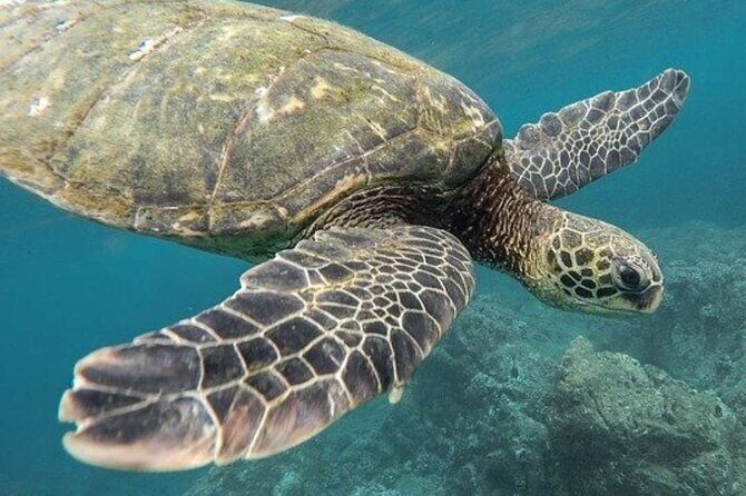 Turtle Swim & Tulum Ruins! With Cenote from Playa del Carmen - Price and what you actually get for $171