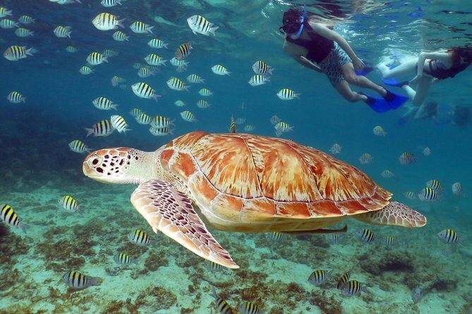 Turtles and Cenote snorkeling activity from Riviera Maya - A Small-Group Day for Sea Turtles and Cenotes