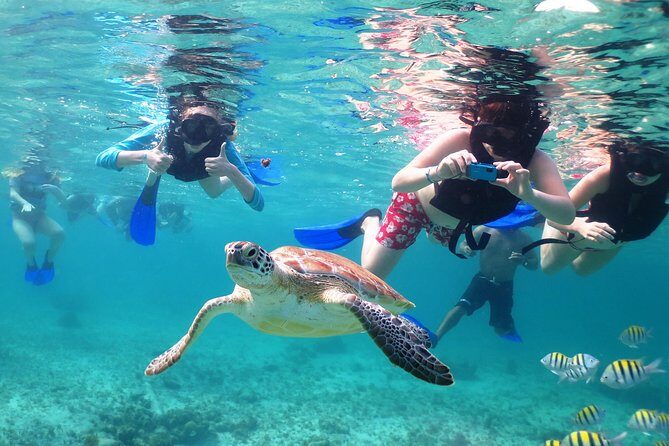 Turtles and Cenote snorkeling activity from Riviera Maya - Who Should Book This Turtles and Cenotes Tour