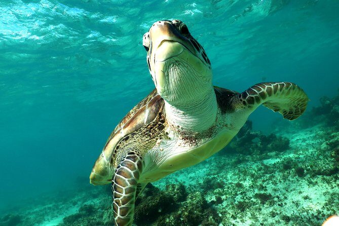 Turtles and Cenote snorkeling activity from Riviera Maya - Reef Snorkeling and Sea Turtles: What You’ll Actually Experience