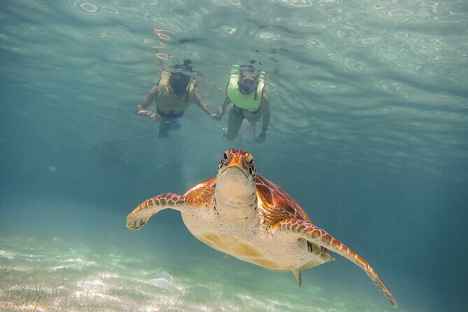 Turtles & Cenote! Half Day from Riviera Maya & Playa del Carmen - Stop 2: Puerto Aventuras cenote swimming and limestone formations
