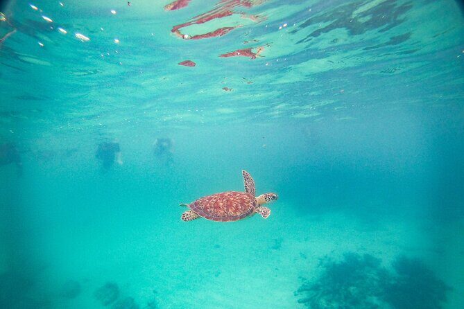 Turtles & Cenote! Half Day from Riviera Maya & Playa del Carmen - Stop 1: Akumal sea turtle snorkeling in the Bay