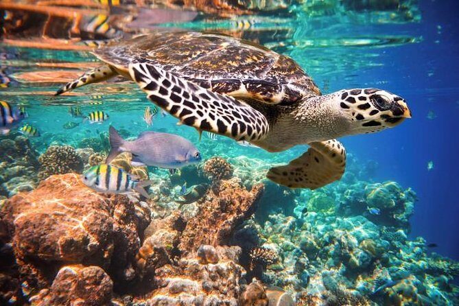 Underwater Maya Snorkeling Tour - First stop: turtle snorkeling at a safer beach area