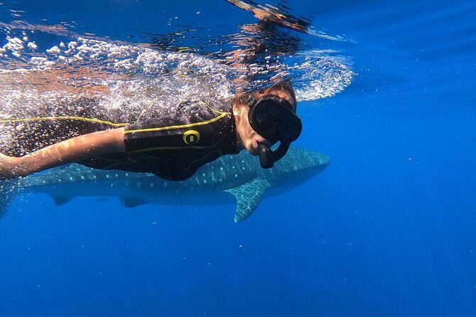 Whale Shark Encounter Full-Day all inclusive Tour from Riviera Maya - Entering Punta Sam: the part that decides how you feel all day