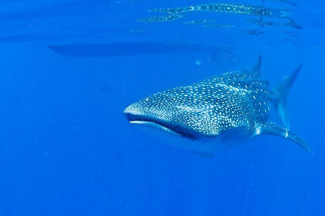 Whale Shark Experience from Playa del Carmen - Should You Book This Whale Shark Tour?