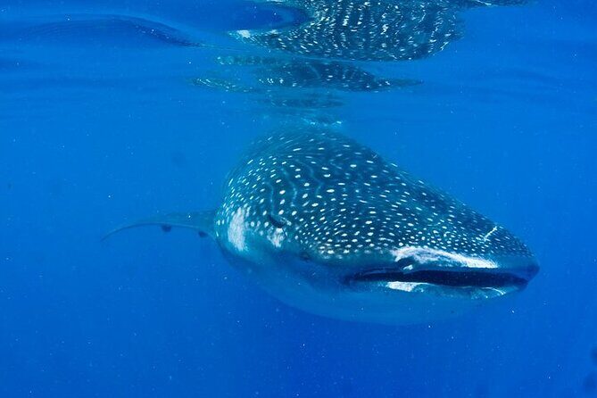 Whale Shark Experience from Playa del Carmen - 6:30am Pickup From Playa del Carmen and the Run to Cancun
