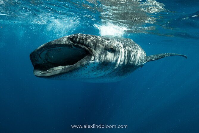 Whale Shark Snorkeling Adventure with Lunch - Key points to know before you go