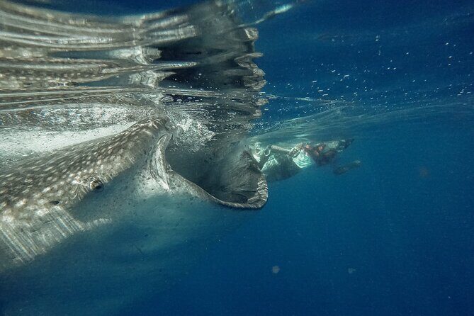 Whale Shark Snorkeling Adventure with Lunch - From Playa del Carmen to Isla Contoy: the day in motion